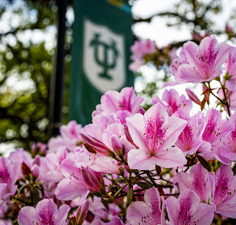 Tulane banner and azaleas on campus