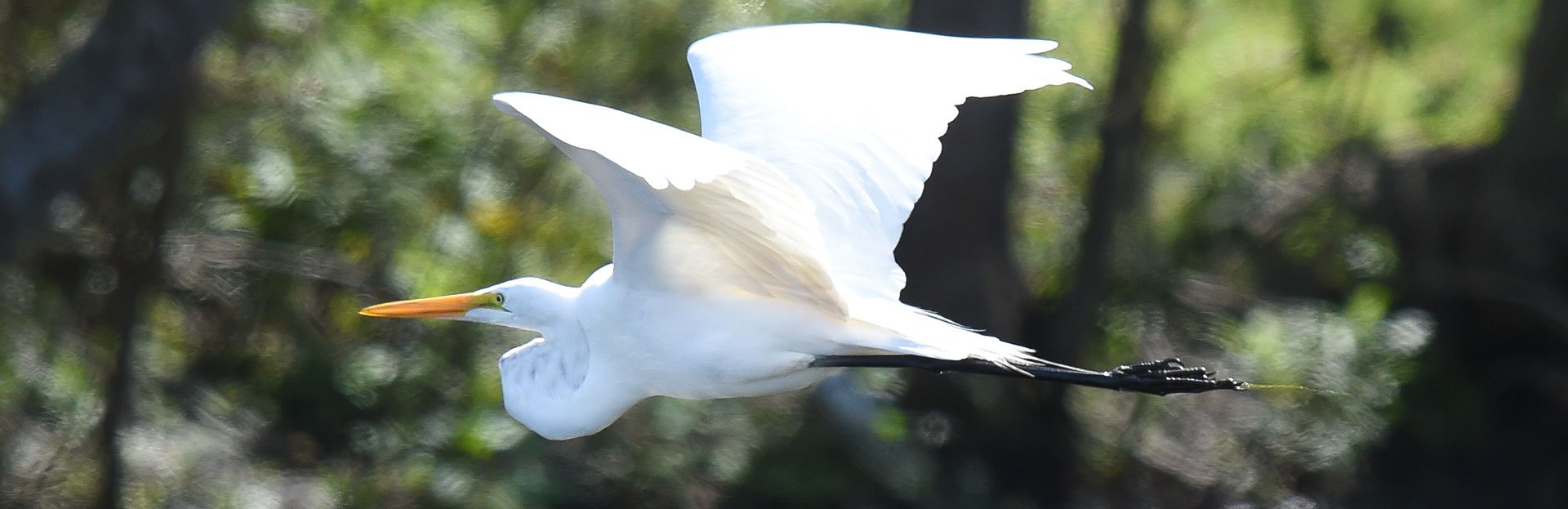 An American White Pelican in flight.